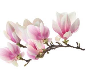 丝录zh